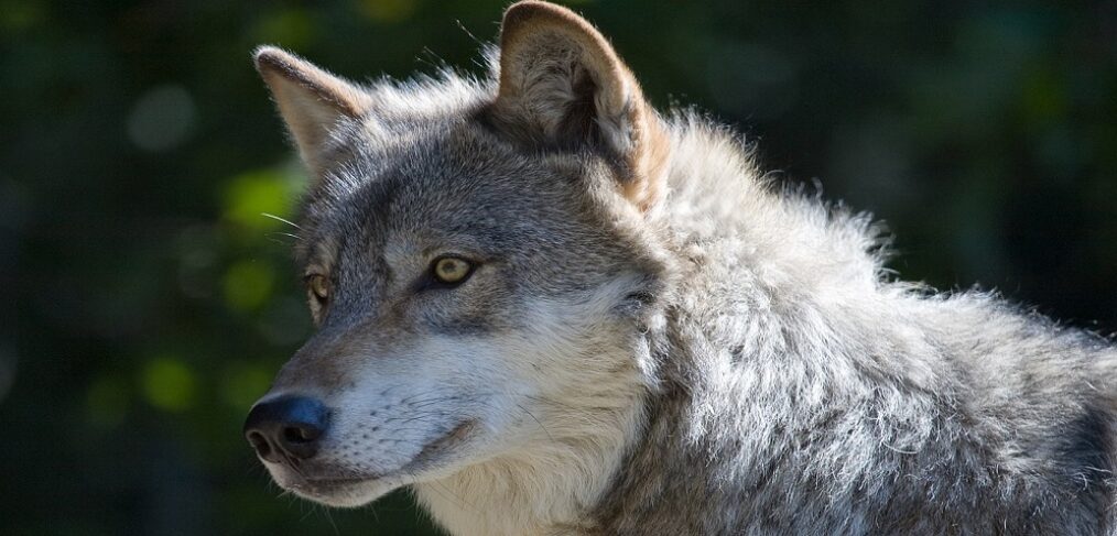 Grau Wolf