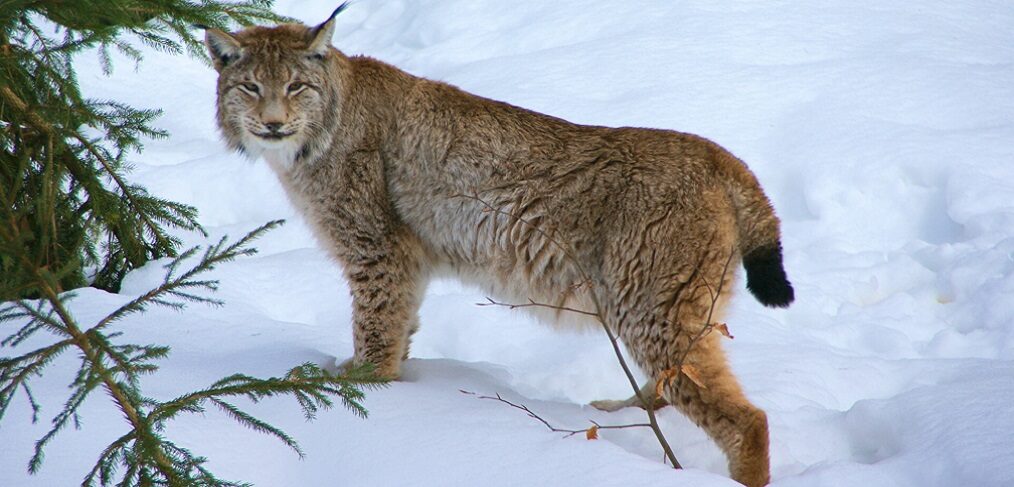 Spezies Der Woche 32 Der Eurasische Luchs Jutta Paulus