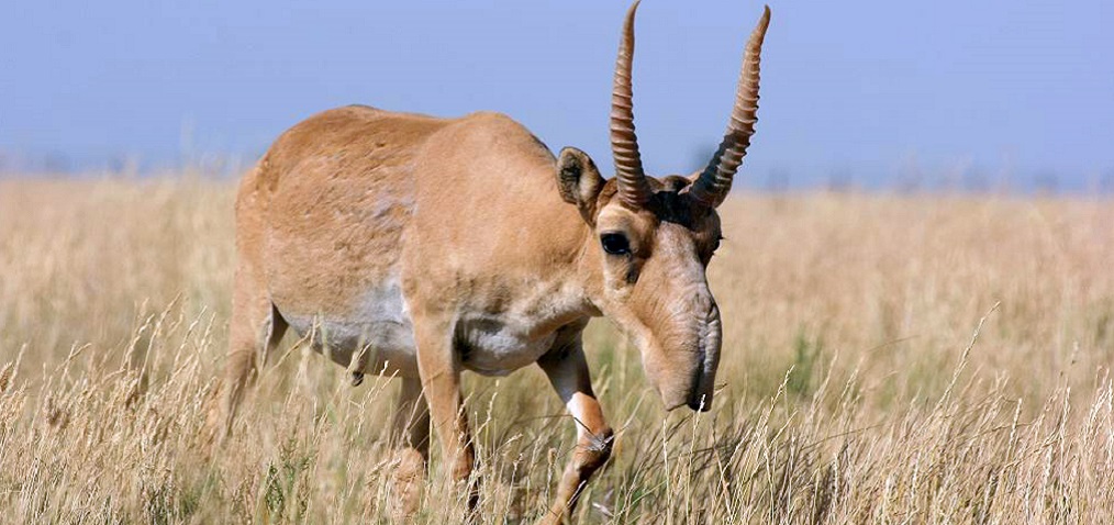 Spezies der Woche 145 Saiga Jutta Paulus